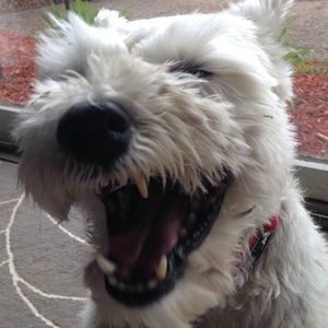 Meet your Posher, Lucas